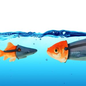 A goldfish and a larger fish face each other underwater, each wearing a shark fin strap. This imaginative scene mirrors the creativity often found in Ashevilles budding design hubs, where playful ideas flow as freely as in this whimsical aquatic encounter.